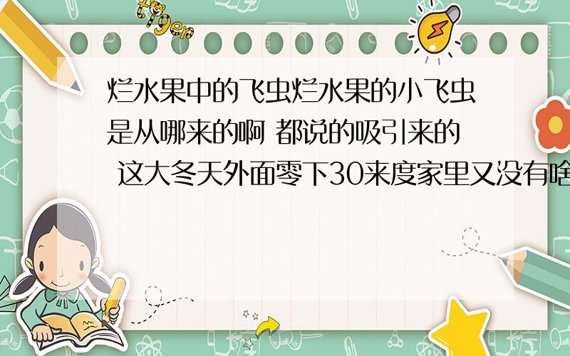 烂水果中的飞虫烂水果的小飞虫是从哪来的啊 都说的吸引来的 这大冬天外面零下30来度家里又没有啥虫子啊 从哪来的呢?