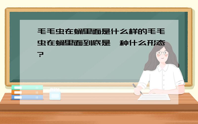 毛毛虫在蛹里面是什么样的毛毛虫在蛹里面到底是一种什么形态?