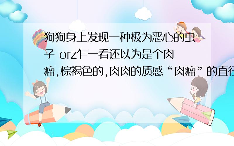 狗狗身上发现一种极为恶心的虫子 orz乍一看还以为是个肉瘤,棕褐色的,肉肉的质感“肉瘤”的直径大概1.5厘米仔细看发现有很多小脚 才知道是虫子.（当时把我恶心的.）拿掉时 狗狗不痛 但