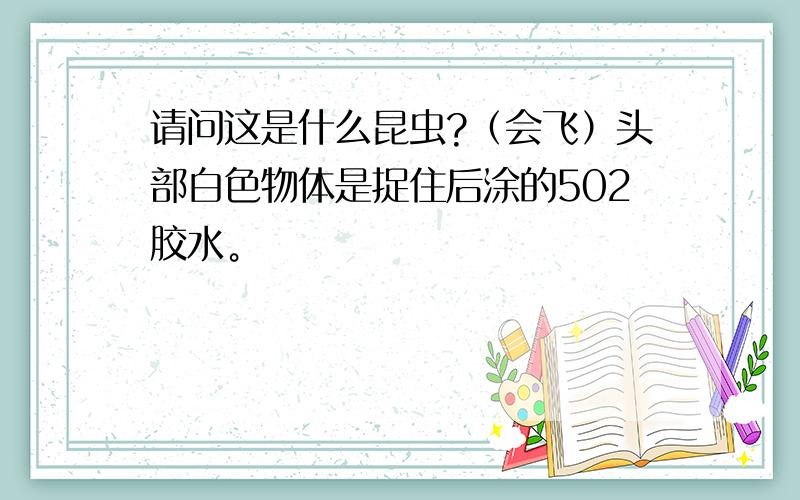 请问这是什么昆虫?（会飞）头部白色物体是捉住后涂的502胶水。