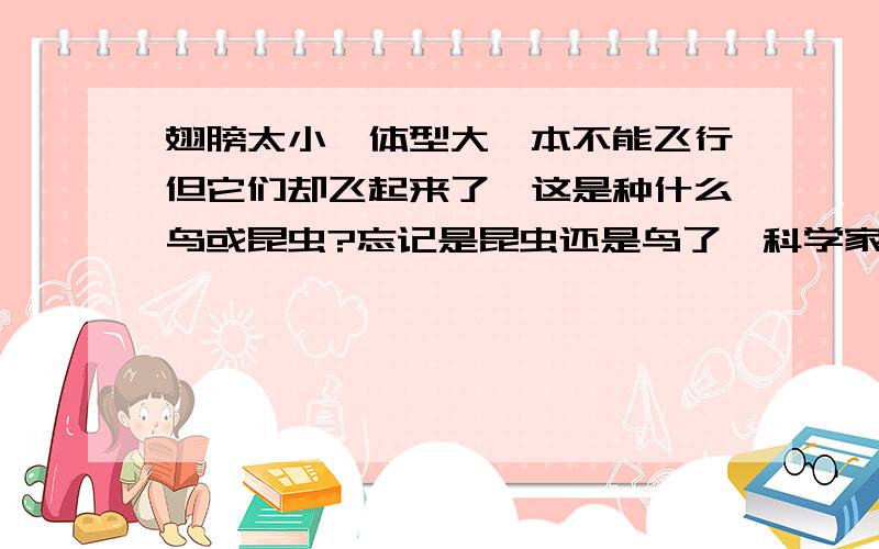 翅膀太小、体型大,本不能飞行但它们却飞起来了,这是种什么鸟或昆虫?忘记是昆虫还是鸟了,科学家说按生理它们的翅膀是不能让它们飞翔的,但它们却世世代代靠毅力飞了起来,这是种什么鸟/