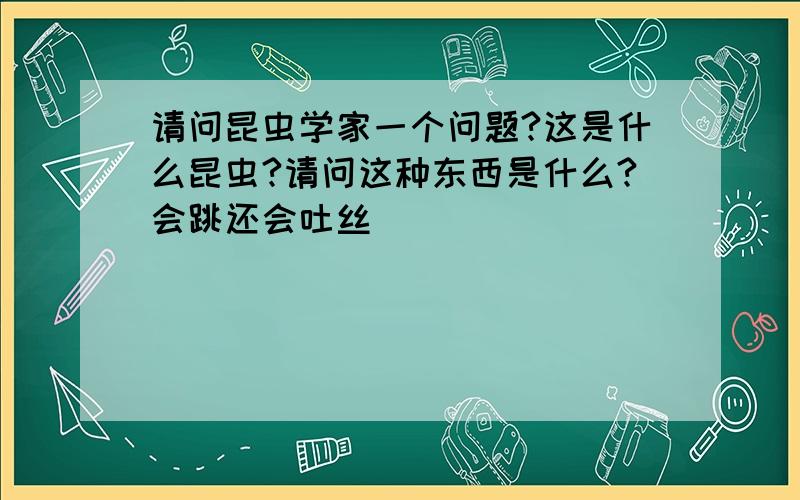 请问昆虫学家一个问题?这是什么昆虫?请问这种东西是什么?会跳还会吐丝