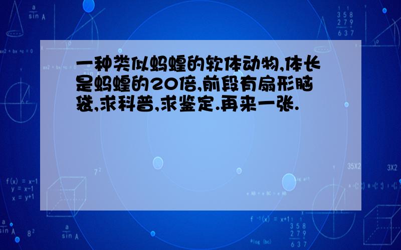 一种类似蚂蝗的软体动物,体长是蚂蝗的20倍,前段有扇形脑袋,求科普,求鉴定.再来一张.