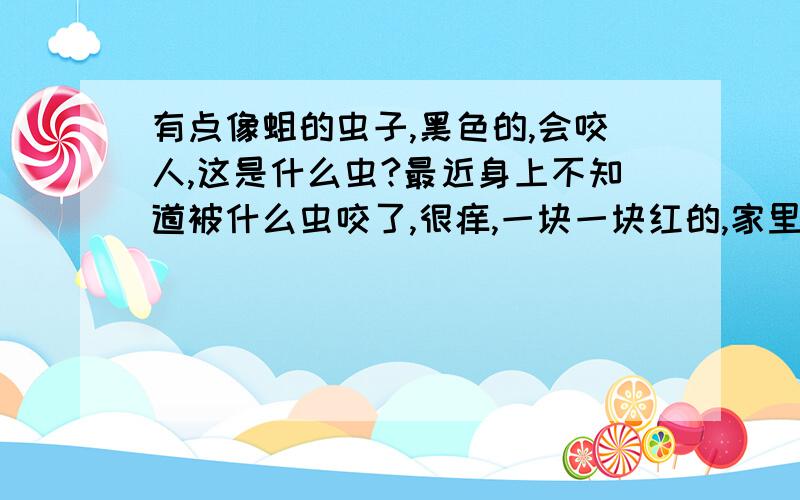 有点像蛆的虫子,黑色的,会咬人,这是什么虫?最近身上不知道被什么虫咬了,很痒,一块一块红的,家里养了一条狗,起初以为是狗身上的跳蚤咬的,但是在狗身上没发现有跳蚤,也拿药水给狗洗过澡