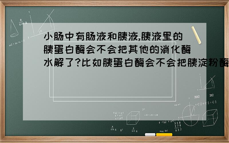 小肠中有肠液和胰液,胰液里的胰蛋白酶会不会把其他的消化酶水解了?比如胰蛋白酶会不会把胰淀粉酶水解了?