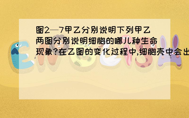 图2—7甲乙分别说明下列甲乙两图分别说明细胞的哪儿种生命现象?在乙图的变化过程中,细胞壳中会出现什么?