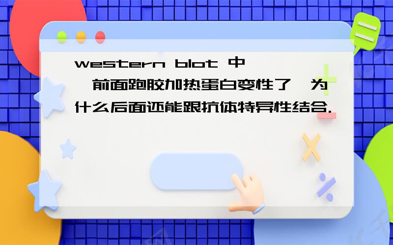 western blot 中,前面跑胶加热蛋白变性了,为什么后面还能跟抗体特异性结合.