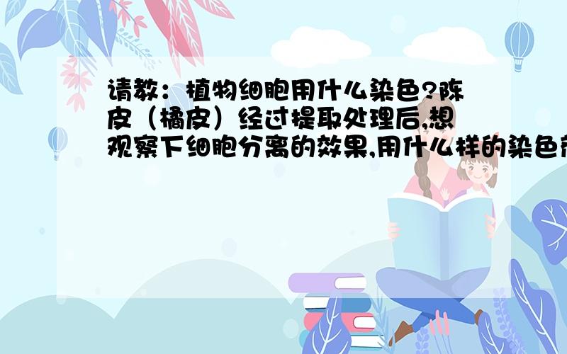 请教：植物细胞用什么染色?陈皮（橘皮）经过提取处理后,想观察下细胞分离的效果,用什么样的染色剂好呢?为了从细胞角度比较不同提取方法对陈皮中黄酮的效果,要观察植物细胞破碎情况,