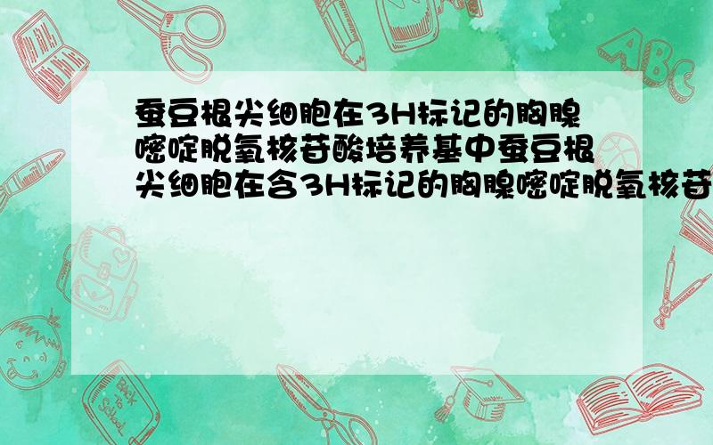 蚕豆根尖细胞在3H标记的胸腺嘧啶脱氧核苷酸培养基中蚕豆根尖细胞在含3H标记的胸腺嘧啶脱氧核苷酸的培养基中完成一个细胞周期,然后在不含放射性标记的培养基中继续分裂至中期,其染色