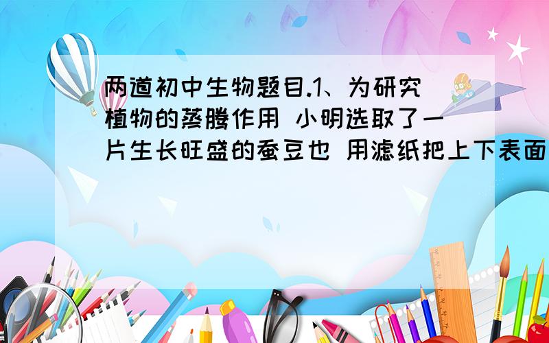 两道初中生物题目.1、为研究植物的蒸腾作用 小明选取了一片生长旺盛的蚕豆也 用滤纸把上下表面的水分吸干.将两张浸有氯化钴溶液的蓝色滤纸相对地贴在叶片的上下表面,并用回形针固定.