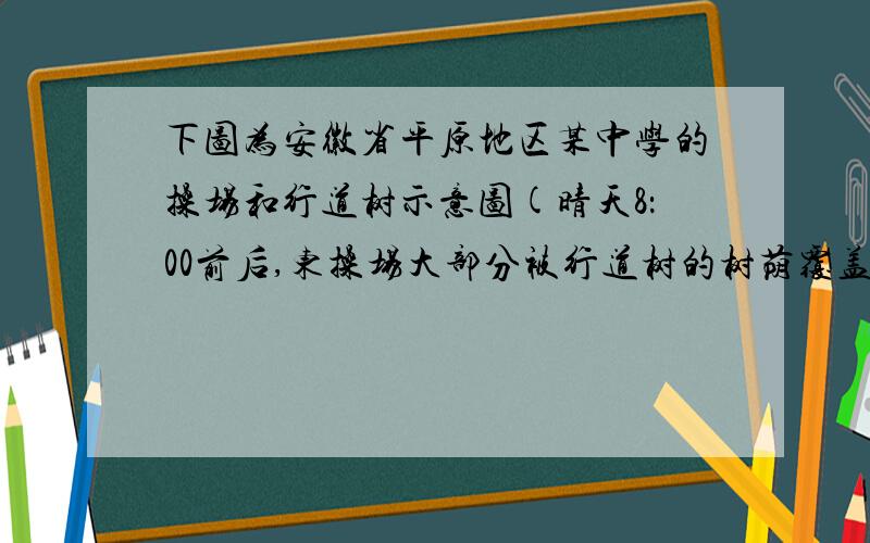 下图为安徽省平原地区某中学的操场和行道树示意图(晴天8：00前后,东操场大部分被行道树的树荫覆盖).为充分利用树荫遮阳,6月某日16：00-16：45该校某班同学上体育课的最佳场地是 A.①   B.