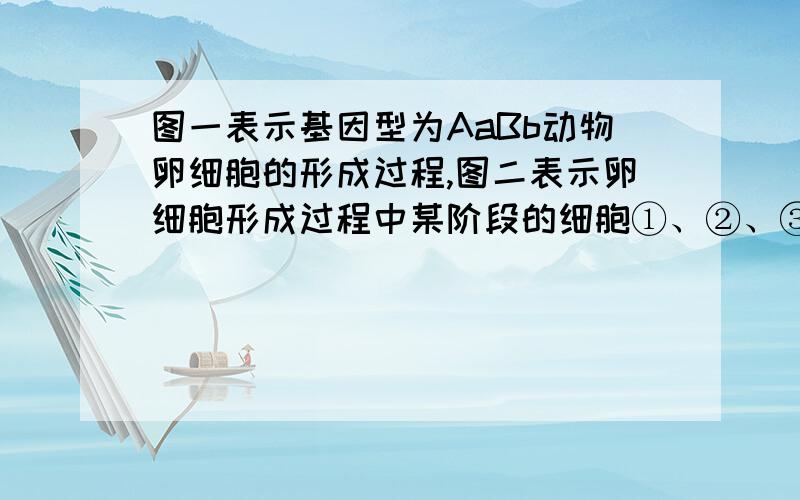 图一表示基因型为AaBb动物卵细胞的形成过程,图二表示卵细胞形成过程中某阶段的细胞①、②、③代表减数分裂的过程,Ⅰ、Ⅱ、Ⅲ、Ⅳ、Ⅴ表示细胞.一细胞Ⅱ和细胞Ⅴ的名称分别是?二图二