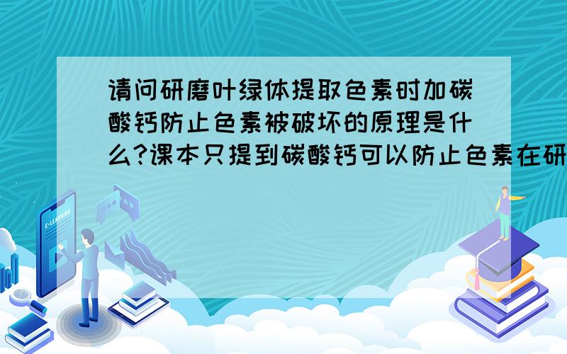 请问研磨叶绿体提取色素时加碳酸钙防止色素被破坏的原理是什么?课本只提到碳酸钙可以防止色素在研磨过程中被破坏而没有提到原理,问老师也说不考原理,没有回答我,但我还是想知道.是