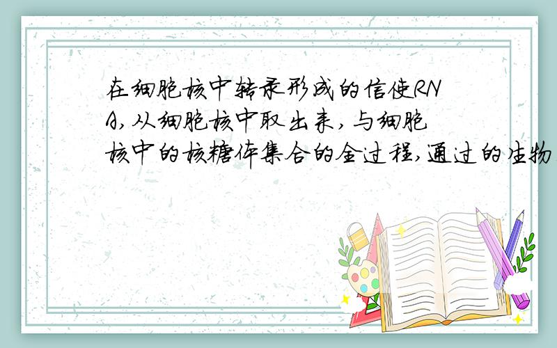 在细胞核中转录形成的信使RNA,从细胞核中取出来,与细胞核中的核糖体集合的全过程,通过的生物膜共有几层?