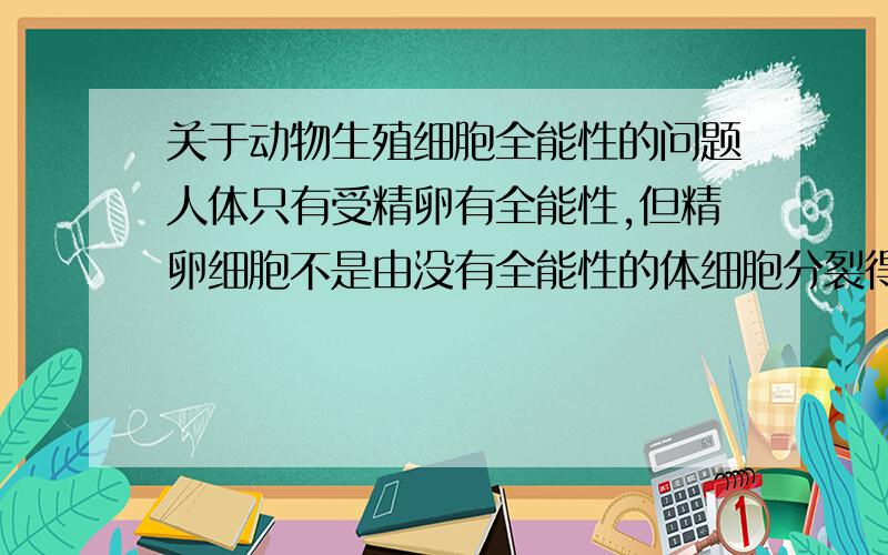 关于动物生殖细胞全能性的问题人体只有受精卵有全能性,但精卵细胞不是由没有全能性的体细胞分裂得到的吗?每次分裂染色体都会变短,那由受精卵分裂为个体再形成生殖细胞,精子不是也由