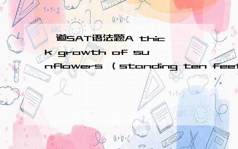 一道SAT语法题A thick growth of sunflowers （standing ten feet tall,their brown heads drooped） over the fence with the weight of their seeds,这道题里面有2个及其纠结的选项A.standing ten feet tall,their brown heads droopedB.stood t