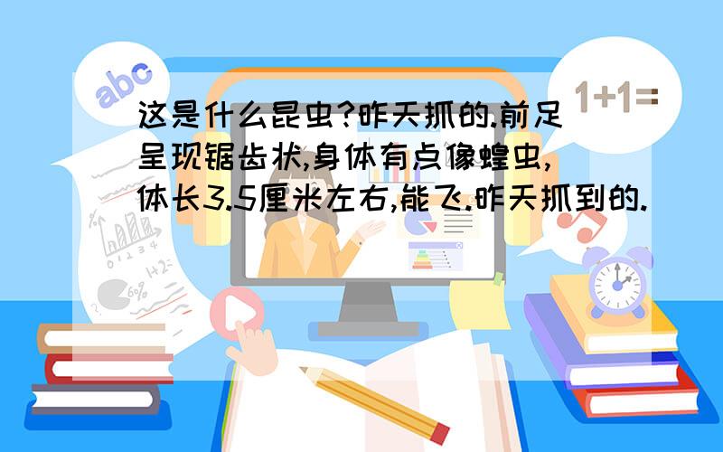 这是什么昆虫?昨天抓的.前足呈现锯齿状,身体有点像蝗虫,体长3.5厘米左右,能飞.昨天抓到的.