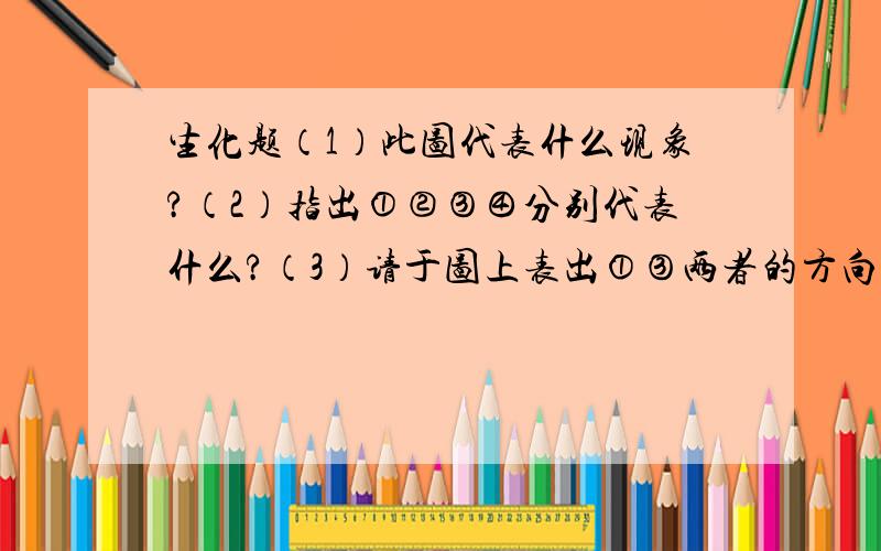 生化题（1）此图代表什么现象?（2）指出①②③④分别代表什么?（3）请于图上表出①③两者的方向； （4（1）此图代表什么现象? （2）指出①②③④分别代表什么?（3）请于图上表出①③两