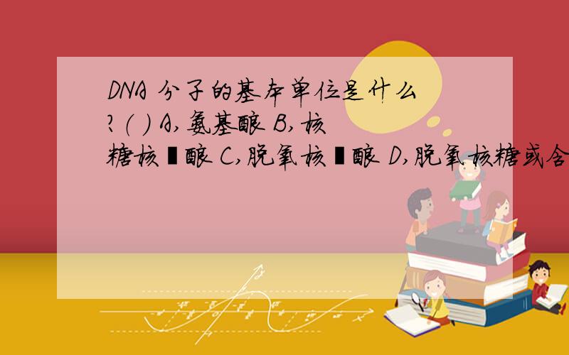 DNA 分子的基本单位是什么?（ ） A,氨基酸 B,核糖核苷酸 C,脱氧核苷酸 D,脱氧核糖或含氮碱基