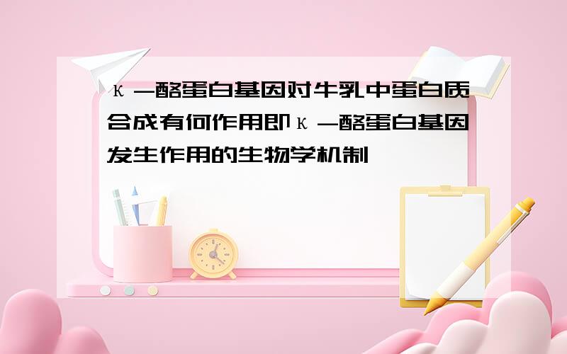 κ-酪蛋白基因对牛乳中蛋白质合成有何作用即κ-酪蛋白基因发生作用的生物学机制