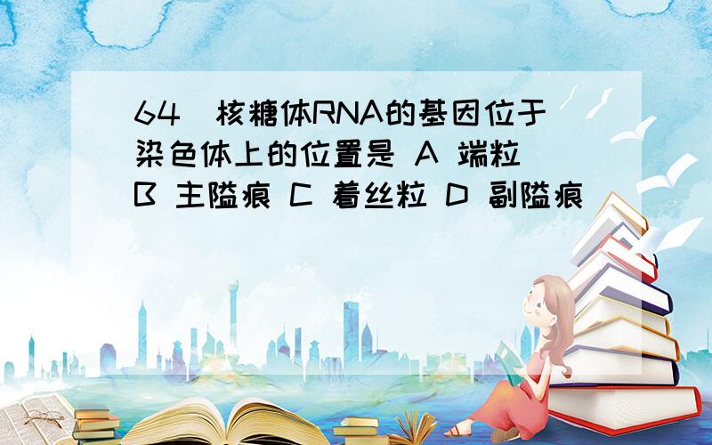 64．核糖体RNA的基因位于染色体上的位置是 A 端粒 B 主隘痕 C 着丝粒 D 副隘痕