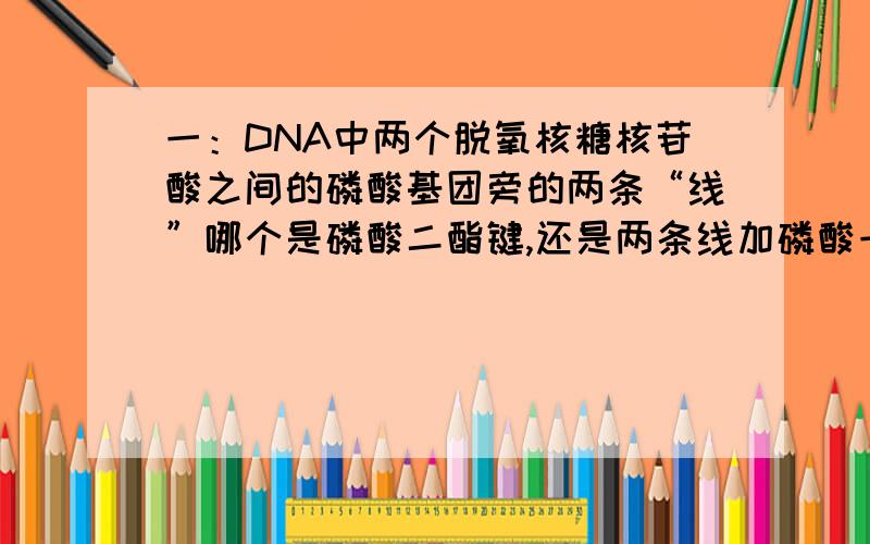 一：DNA中两个脱氧核糖核苷酸之间的磷酸基团旁的两条“线”哪个是磷酸二酯键,还是两条线加磷酸一块算一键二：淋巴因子到底是由T细胞还是效应T细胞释放的?