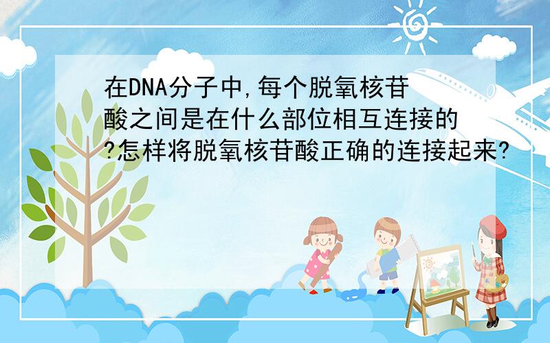 在DNA分子中,每个脱氧核苷酸之间是在什么部位相互连接的?怎样将脱氧核苷酸正确的连接起来?