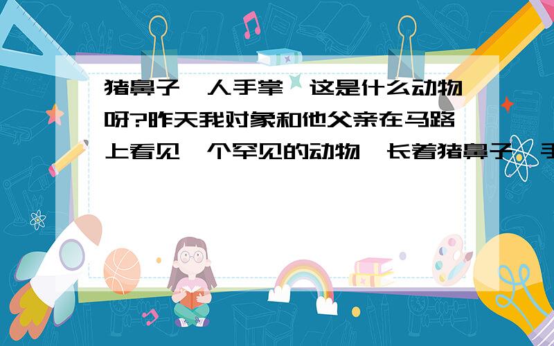 猪鼻子、人手掌、这是什么动物呀?昨天我对象和他父亲在马路上看见一个罕见的动物、长着猪鼻子、手掌和人的一样、手掌纹清晰可见、眼睛特小、几乎就看不见、身上的 特软、请问这是