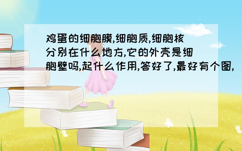 鸡蛋的细胞膜,细胞质,细胞核分别在什么地方,它的外壳是细胞壁吗,起什么作用,答好了,最好有个图,