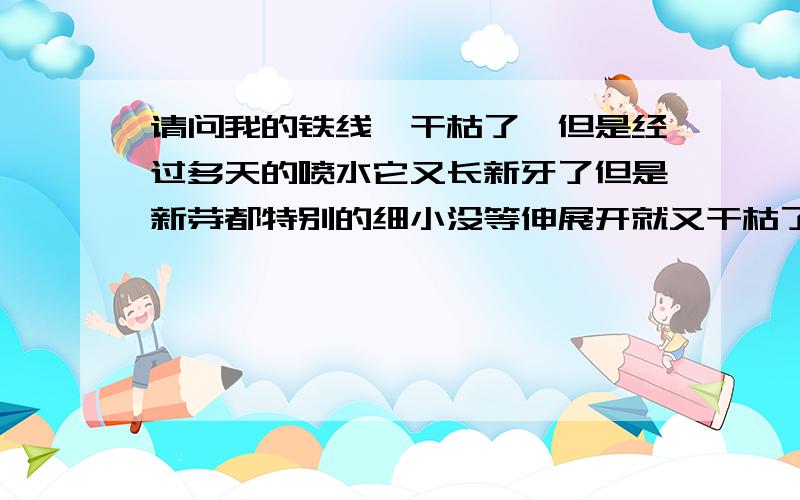 请问我的铁线蕨干枯了,但是经过多天的喷水它又长新牙了但是新芽都特别的细小没等伸展开就又干枯了,为什么新牙会细小,怎样让它粗壮,怎样养他茂盛?怎么养好铁线蕨?