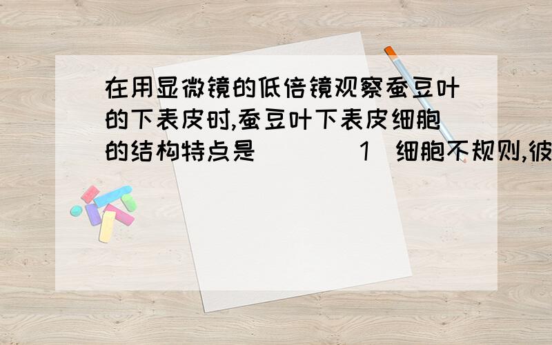 在用显微镜的低倍镜观察蚕豆叶的下表皮时,蚕豆叶下表皮细胞的结构特点是（ ） （1）细胞不规则,彼此嵌合为什么选A求分析1）细胞不规则，彼此嵌合着 （2）细胞呈长方形，排列紧密 （3