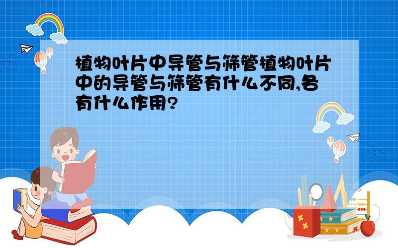 植物叶片中导管与筛管植物叶片中的导管与筛管有什么不同,各有什么作用?