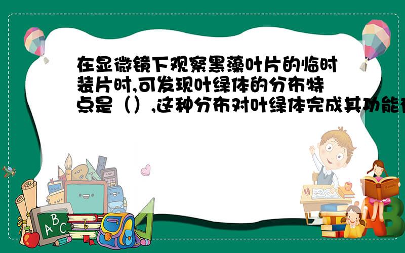 在显微镜下观察黑藻叶片的临时装片时,可发现叶绿体的分布特点是（）,这种分布对叶绿体完成其功能有何意