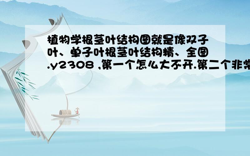 植物学根茎叶结构图就是像双子叶、单子叶根茎叶结构精、全图.y2308 ,第一个怎么大不开.第二个非常不错.我还想要一个植物的全图.有点过分了,我回非常感谢你的!