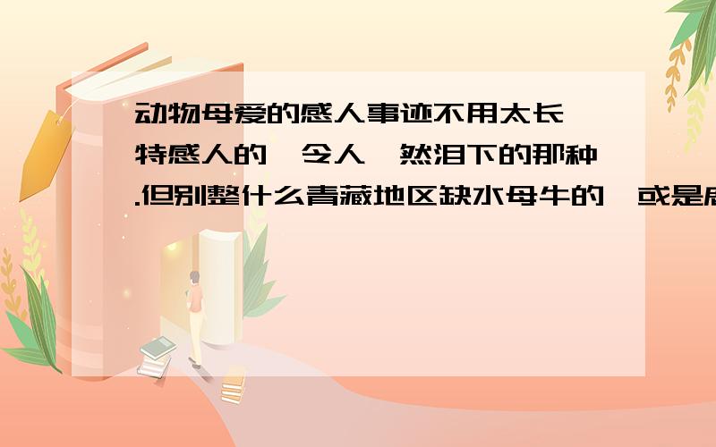 动物母爱的感人事迹不用太长,特感人的,令人潸然泪下的那种.但别整什么青藏地区缺水母牛的,或是鹿\羚羊跳崖什么的,同学们都知道了