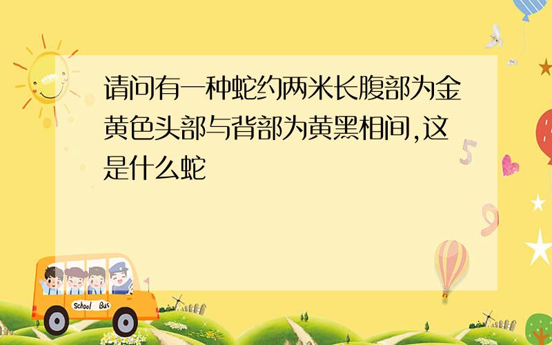 请问有一种蛇约两米长腹部为金黄色头部与背部为黄黑相间,这是什么蛇