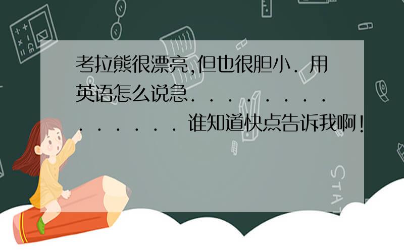 考拉熊很漂亮,但也很胆小．用英语怎么说急．．．．．．．．．．．．．．谁知道快点告诉我啊!