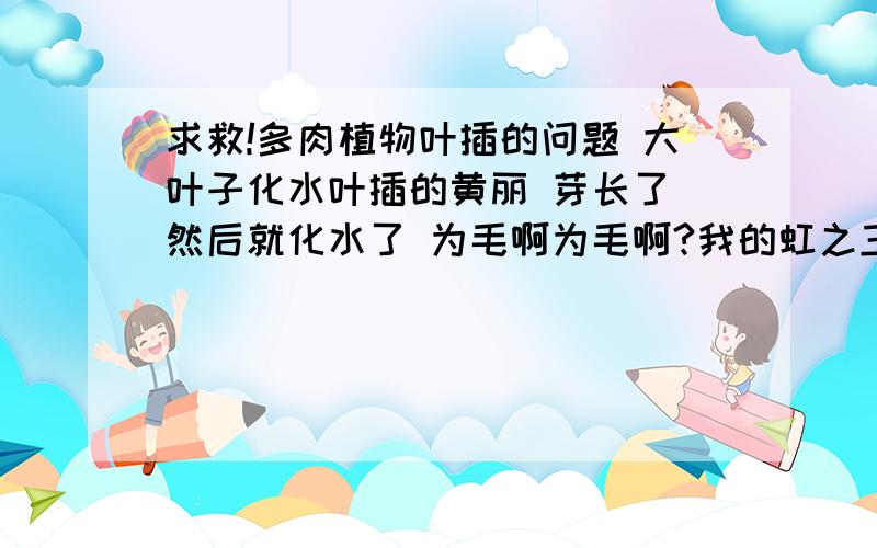 求救!多肉植物叶插的问题 大叶子化水叶插的黄丽 芽长了 然后就化水了 为毛啊为毛啊?我的虹之玉 吉娃娃 白牡丹 的叶插都这么死的 黄丽的图没有浇水哦,所以很莫名其妙