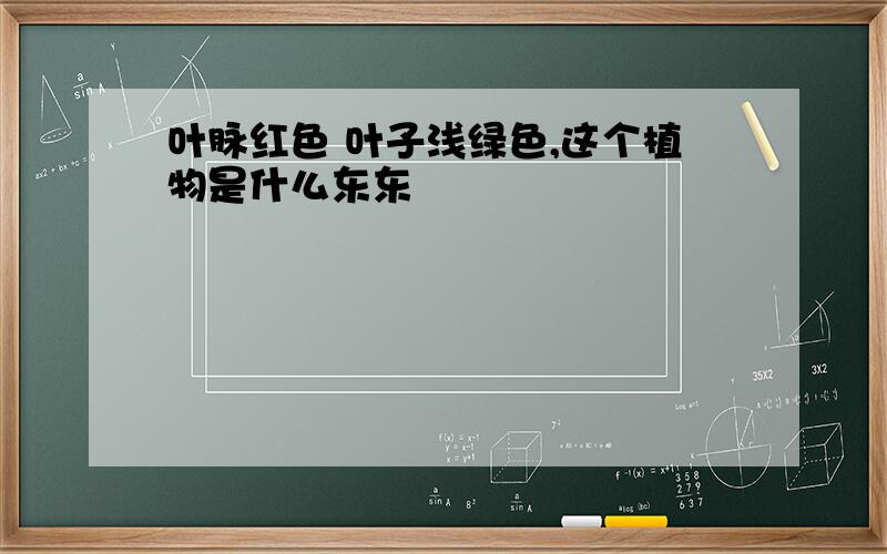 叶脉红色 叶子浅绿色,这个植物是什么东东