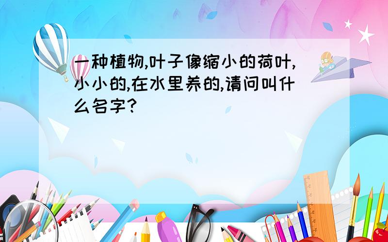 一种植物,叶子像缩小的荷叶,小小的,在水里养的,请问叫什么名字?