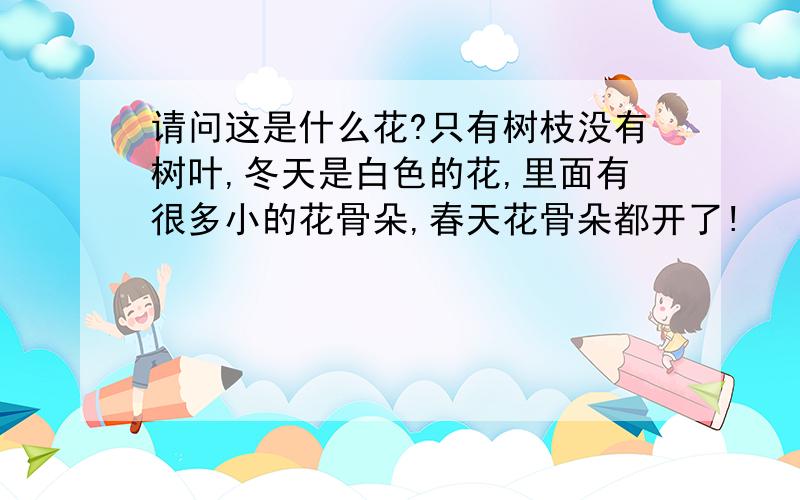 请问这是什么花?只有树枝没有树叶,冬天是白色的花,里面有很多小的花骨朵,春天花骨朵都开了!