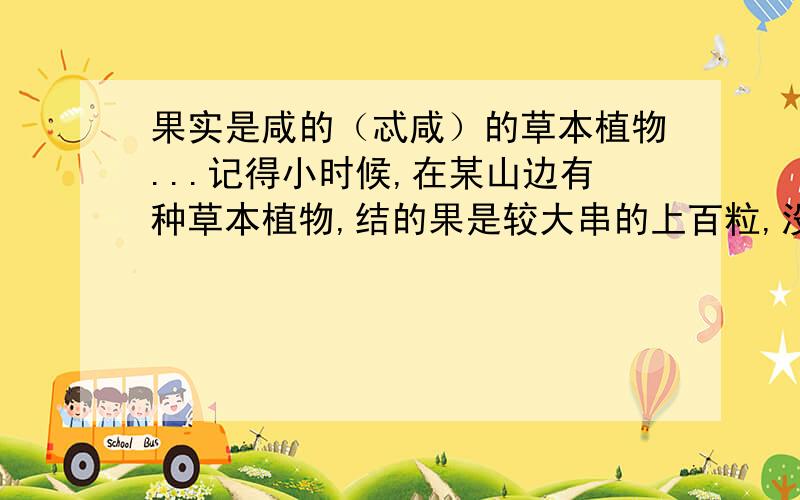 果实是咸的（忒咸）的草本植物...记得小时候,在某山边有种草本植物,结的果是较大串的上百粒,没粒大小像这字体般大小,好像成灰色.那时就尝过,好咸!最近想起,查了也没有结果,就来问问.