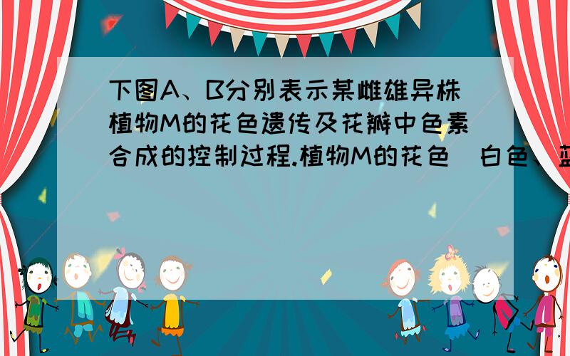 下图A、B分别表示某雌雄异株植物M的花色遗传及花瓣中色素合成的控制过程.植物M的花色（白色、蓝色和紫去百度搜索整个题干，请把第3个小问的所有分析过程给我，