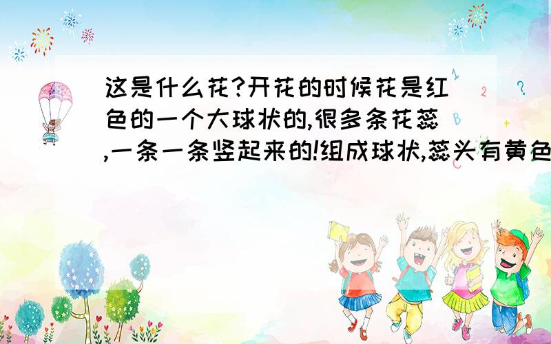 这是什么花?开花的时候花是红色的一个大球状的,很多条花蕊,一条一条竖起来的!组成球状,蕊头有黄色花粉