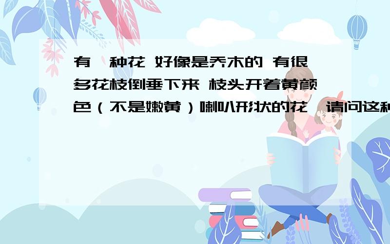 有一种花 好像是乔木的 有很多花枝倒垂下来 枝头开着黄颜色（不是嫩黄）喇叭形状的花,请问这种花叫什么?不好意思 我今天仔细看了下 是爬藤的 貌似花的颜色是红色的