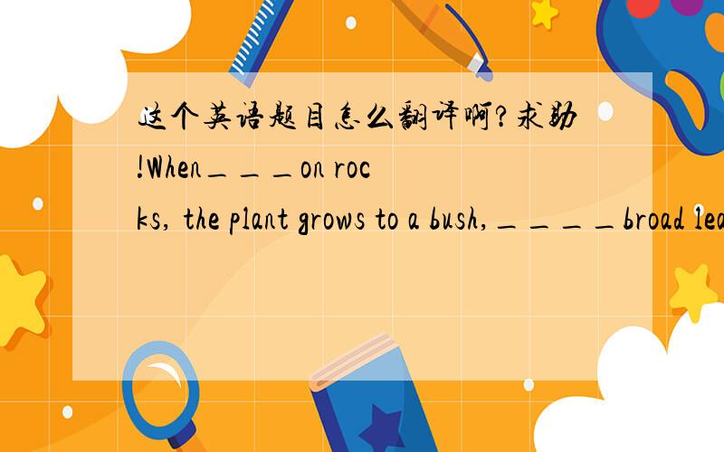 这个英语题目怎么翻译啊?求助!When___on rocks, the plant grows to a bush,____broad leaves and large flowers.A  growing, having    B  grown,  to  have  C  grew,having  D  growing,and have