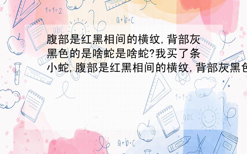 腹部是红黑相间的横纹,背部灰黑色的是啥蛇是啥蛇?我买了条小蛇,腹部是红黑相间的横纹,背部灰黑色的,不知道是什么品种,可惜不是这样的蛇,我也已经知道了这种蛇的品种了,它的学名叫赤