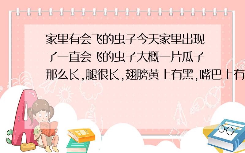 家里有会飞的虫子今天家里出现了一直会飞的虫子大概一片瓜子那么长,腿很长,翅膀黄上有黑,嘴巴上有灰色的短须一样的虫子,有一只还会再有吗?怎么样可以让房间尽量没有虫子啊我家住七