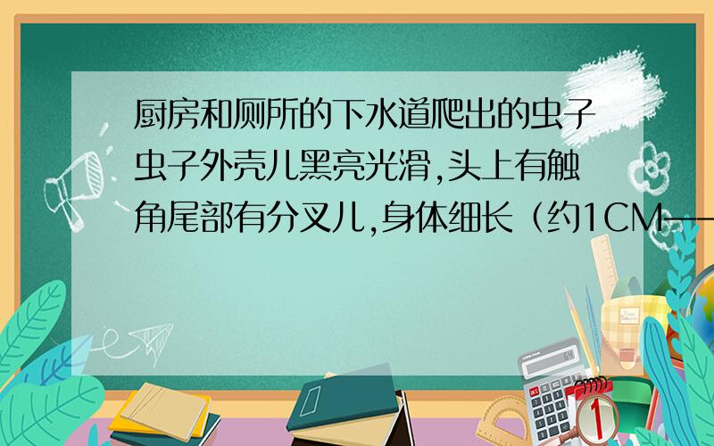 厨房和厕所的下水道爬出的虫子虫子外壳儿黑亮光滑,头上有触角尾部有分叉儿,身体细长（约1CM——2CM）头部与身体分两段,行动迅速,不怕水,四处乱爬,绝对不是小强,我知道小强