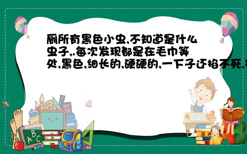 厕所有黑色小虫,不知道是什么虫子,.每次发现都是在毛巾等处,黑色,细长的,硬硬的,一下子还掐不死,被抓到尾部会摆动(- - 这习惯怎么感觉像蝎子)..会飞..希望大家帮帮忙给看看,有什么办法可